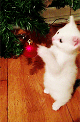 Does anyone know of any gatherings or meals on Christmas day for people who have no family?