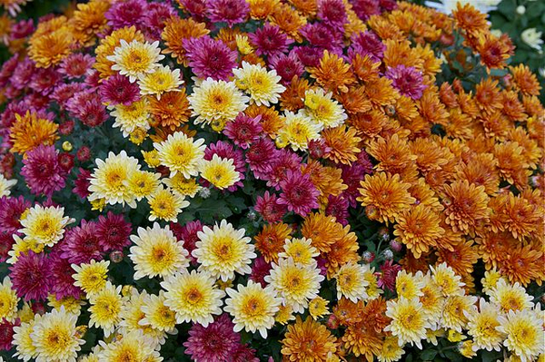 Ideas for quick growing splashy perennials