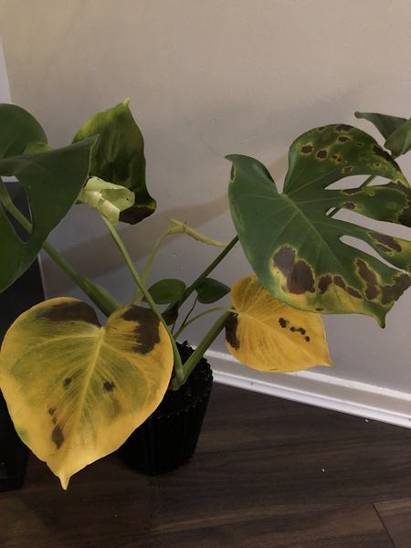 To ask for your help in saving my cheese plant