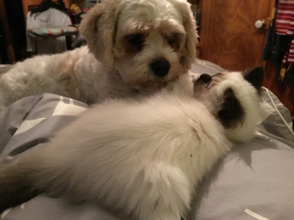 Younger Dog Bereft at loss of Older Dog.