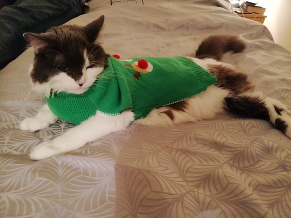 Cat in a festive hat