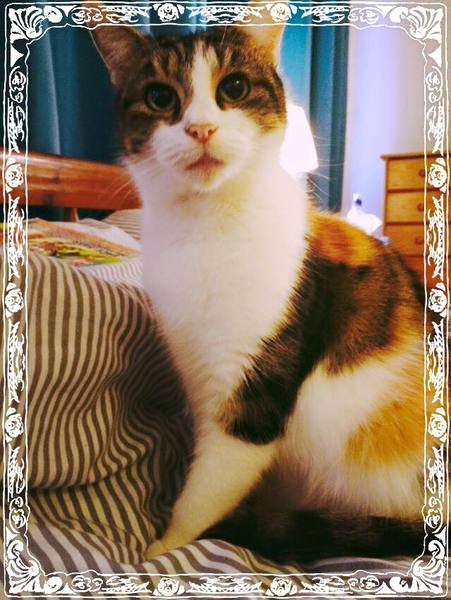 Westminstenders: The Undecideds