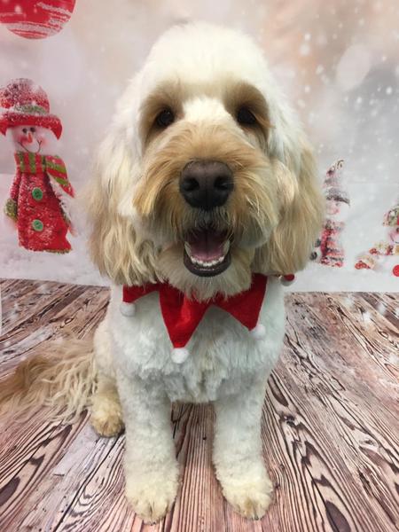 Anyone got a festive doggy to show off!