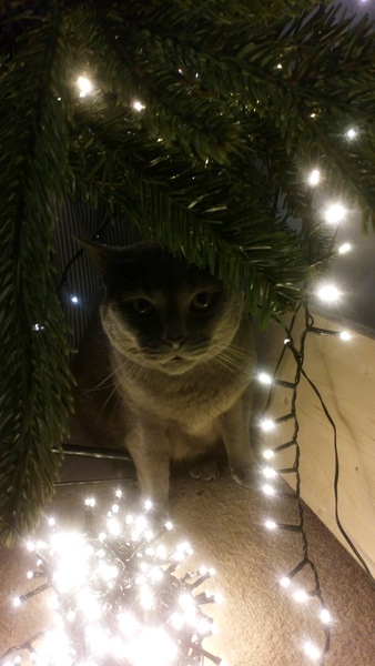 Show me your tree!