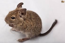 Mouse or rat? Pic included