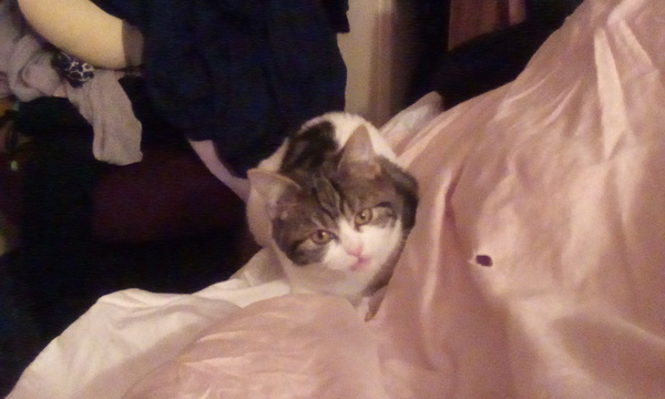 Cat chat - The Ollie and Paws show, with extra Little K drama