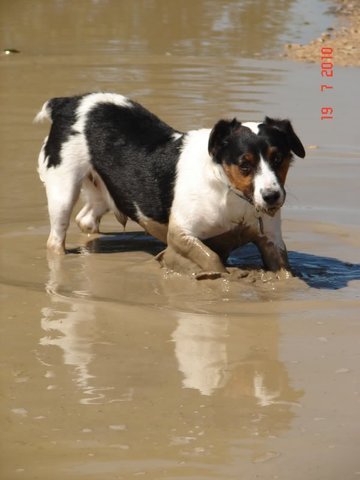 Old dog, dementia and howling at night