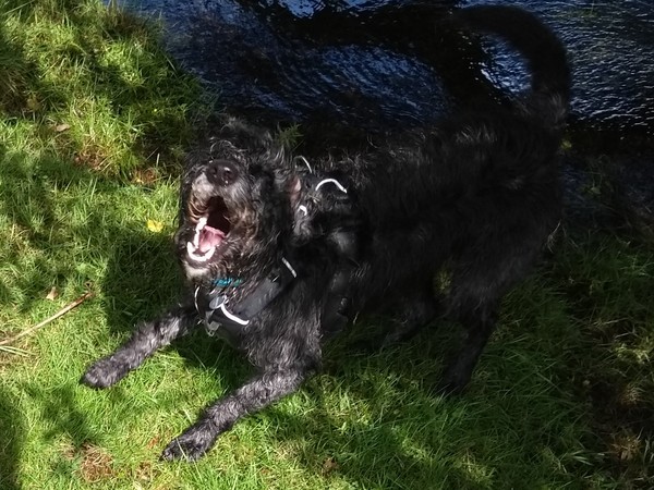 My dog is best dog
