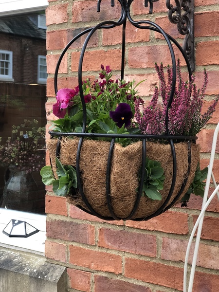 Winter window boxes