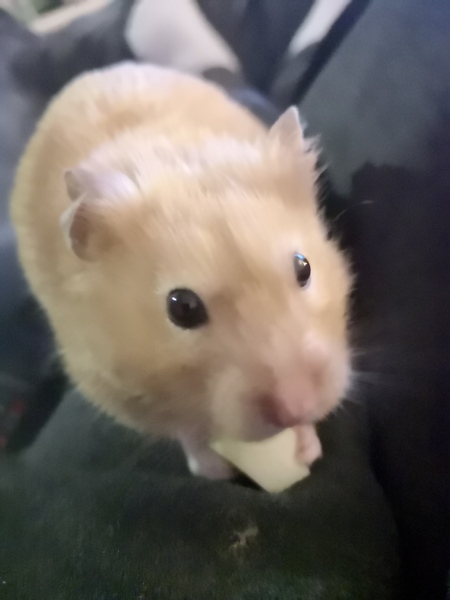 To let my hamster be a house hamster?
