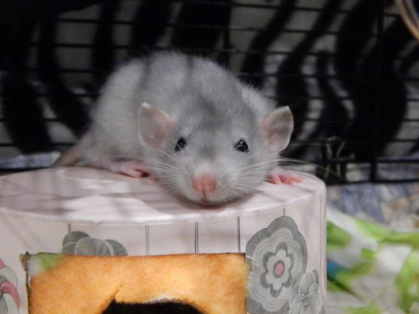 Mouse or rat? Pic included