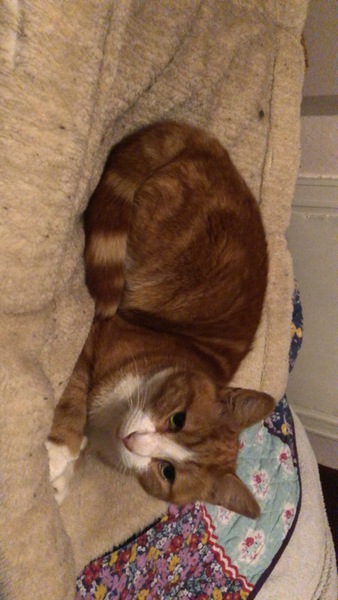 Cat can get out through flap but not back in. 5am protests.