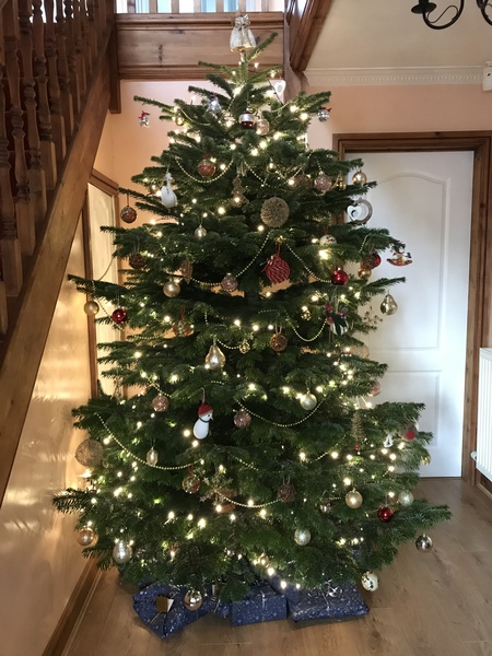 Show me your tree