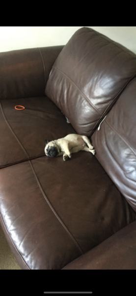 I’m pug sitting. It’s like looking after a baby goat, will he calm down?