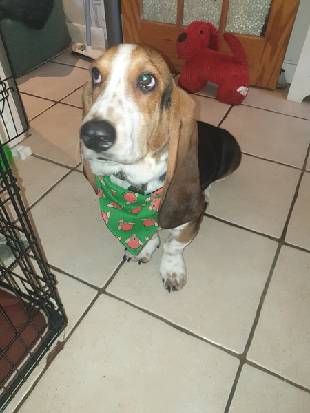 Anyone got a festive doggy to show off!