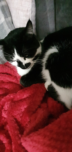 AIBU to think my cat isn't going to come back home :(