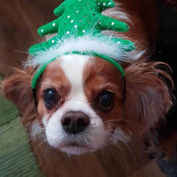 Anyone got a festive doggy to show off!