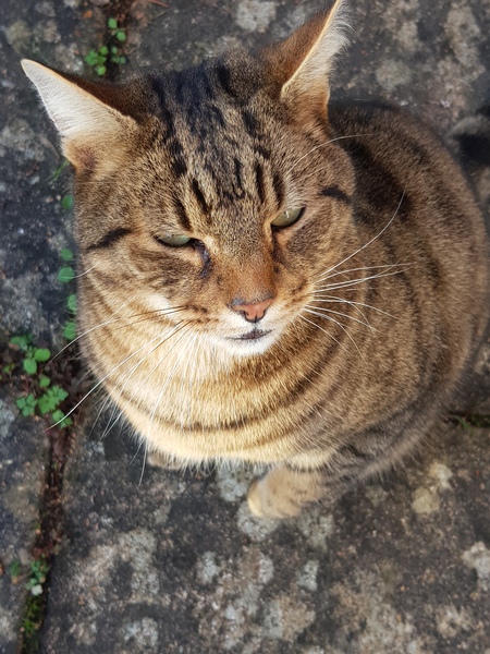 Thug Cat part 2. What, has this thing appeared again tonight?