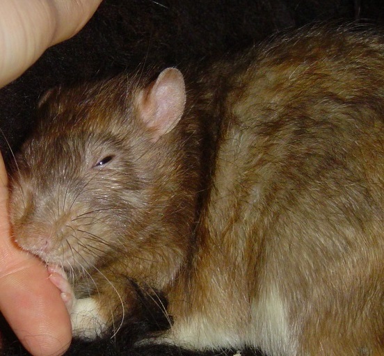 Mouse or rat? Pic included