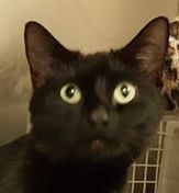 Westminstenders: Social Conservativism