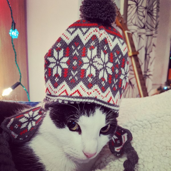 Cat in a festive hat