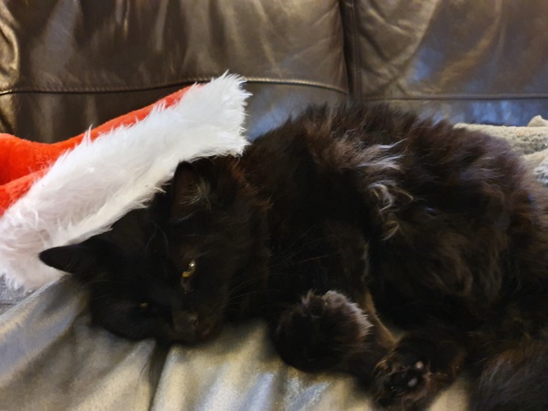 Cat in a festive hat