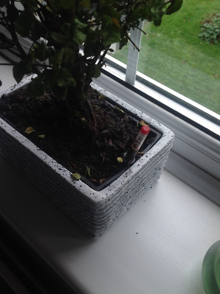 Bonsai Tree Question...
