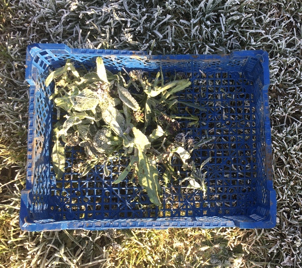 Allotment/Veg Patch Thread 14 ! growing into summer