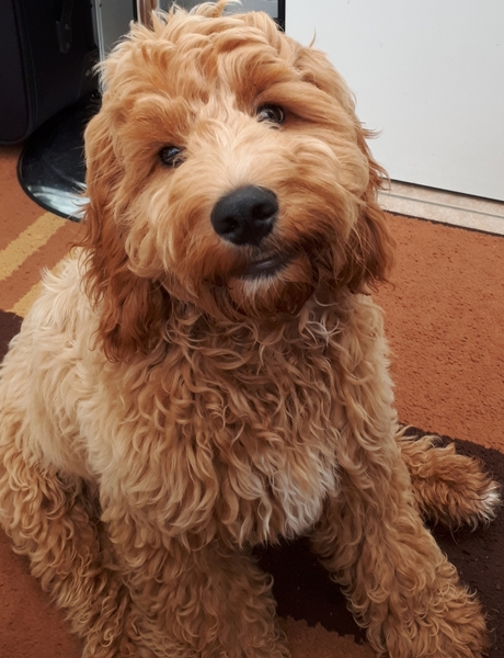 My dog is best dog