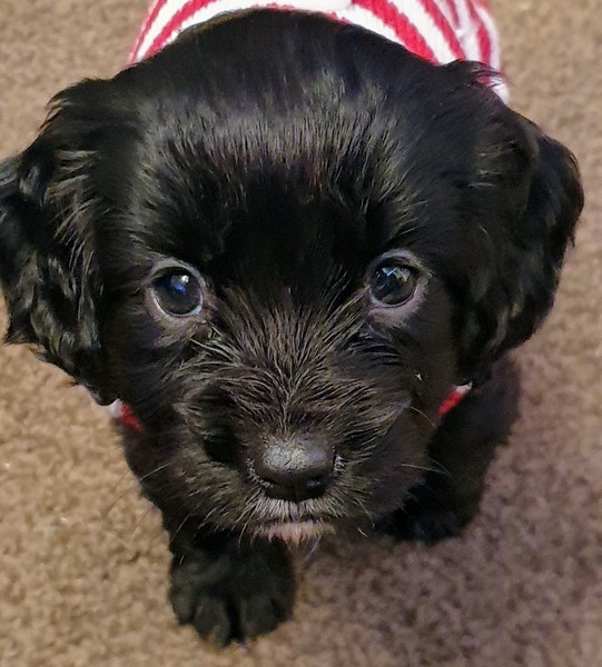 Puppy Support Group 2