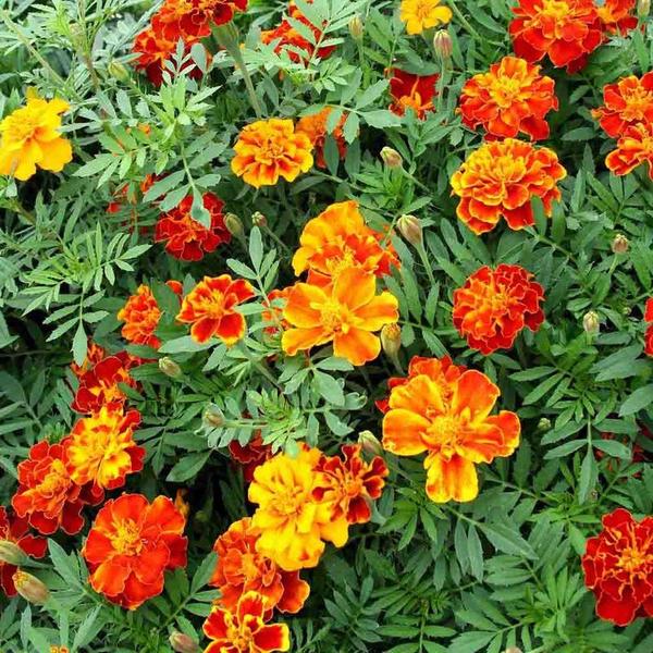 Ideas for quick growing splashy perennials