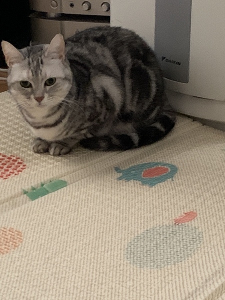To now prefer cats to dogs?