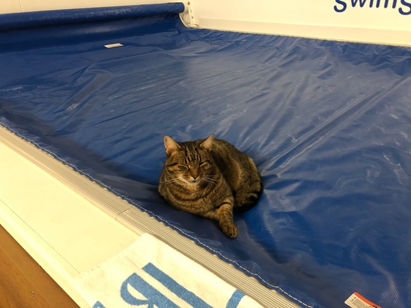 Next door's -thug- cat