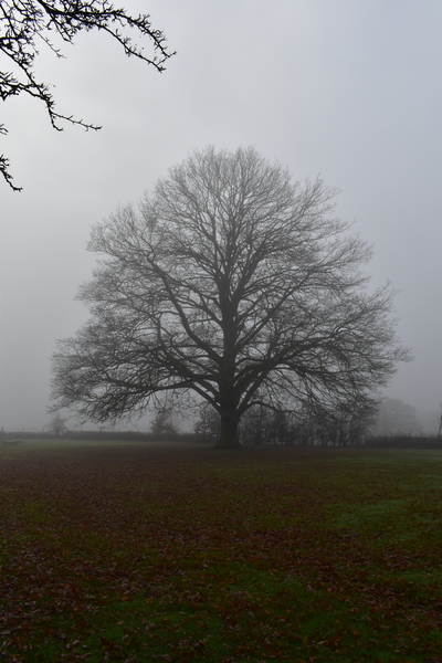 London fog.