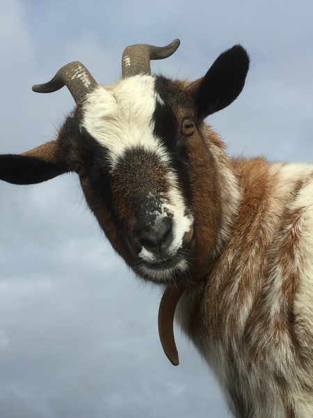 A goat!! Aibu?