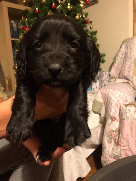 Puppy Support Group 2