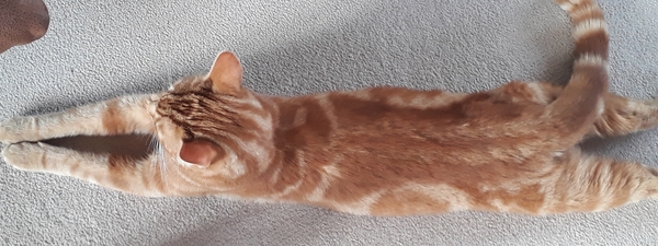 Westminstenders: The Undecideds