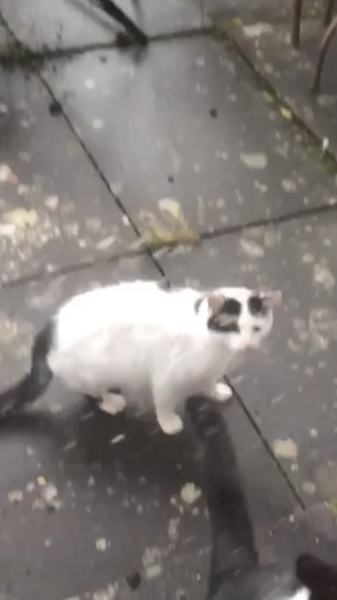 Is this cat a stray?