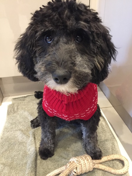 Anyone got a festive doggy to show off!