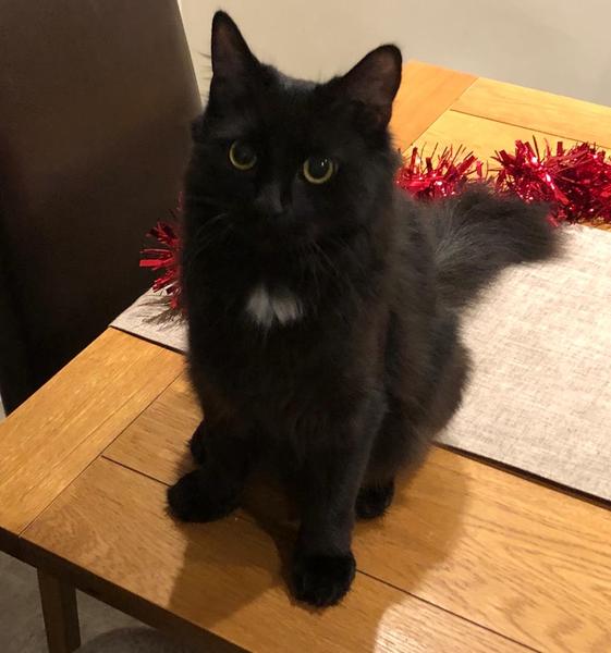 Miss Polly