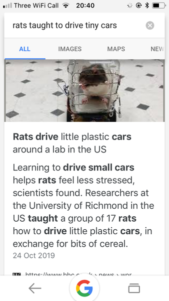 Mouse or rat? Pic included