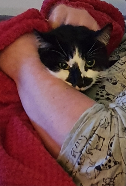 AIBU to think my cat isn't going to come back home :(