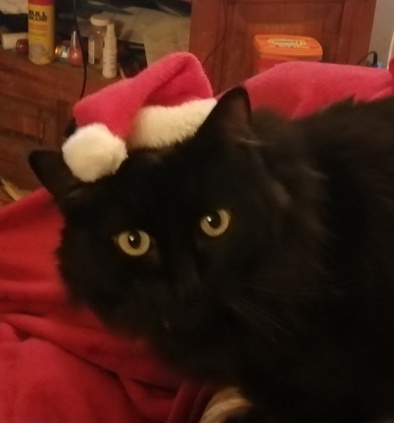 Cat in a festive hat