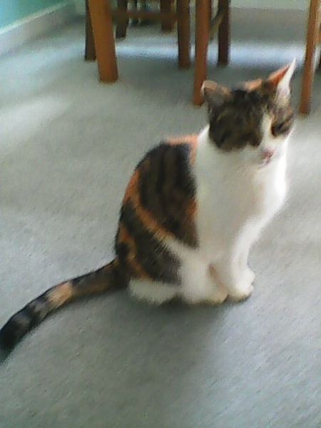 Westminsterenders: Talent or Colour