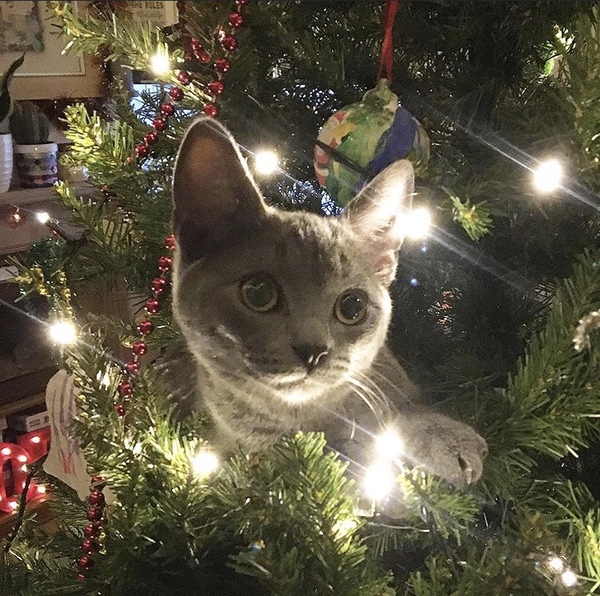 What inanimate objects bring your cat joy?
