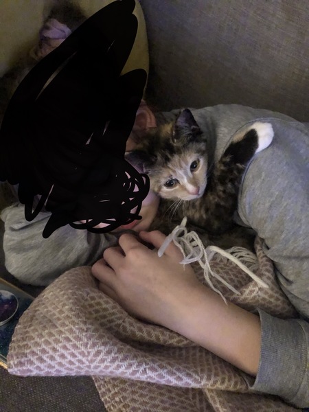 3.6 year old Dd keeps picking kitten up 😩