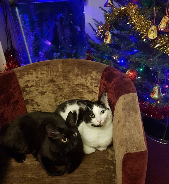 Westminstenders: The Undecideds