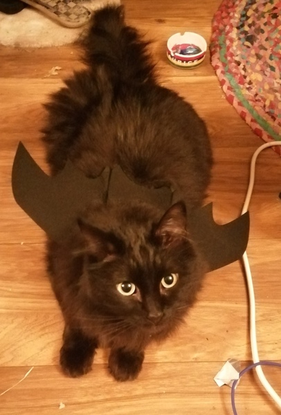 Cat in a festive hat