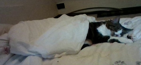 Anyone else have an elderly cat ours is 21!!