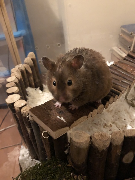 To let my hamster be a house hamster?